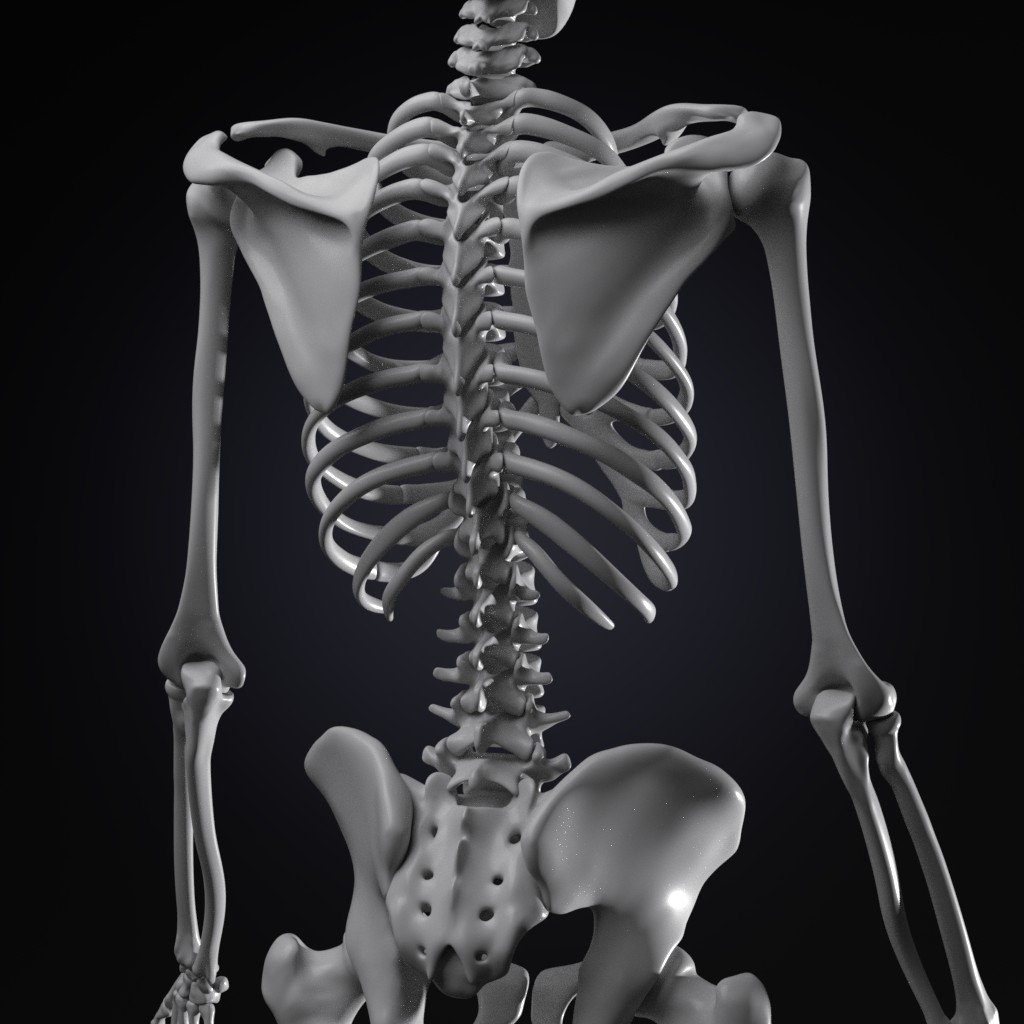 Skeleton preview image 4